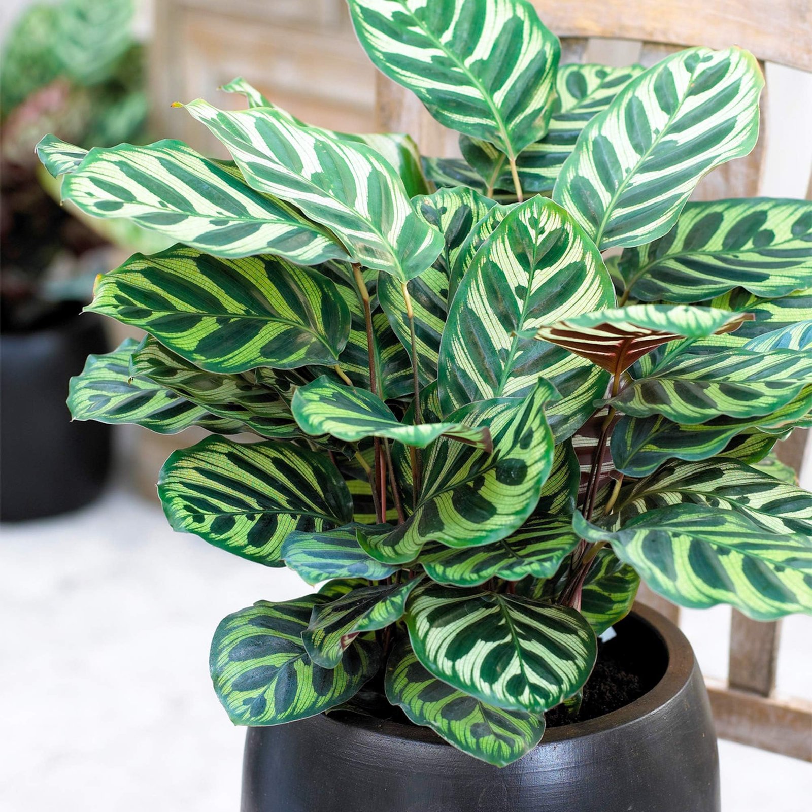 Plante paon